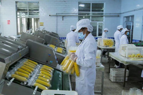 第十八屆中國國際農(nóng)產(chǎn)品交易會(huì) 北墾匠心 第二季 龍綠有機(jī)糯玉米