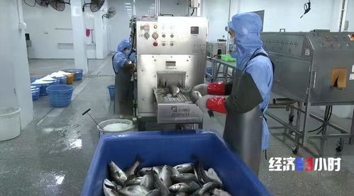 珠海打造“年魚之都” 預制菜產業(yè)年產值超1.5億元，紡織業(yè)協(xié)同發(fā)展